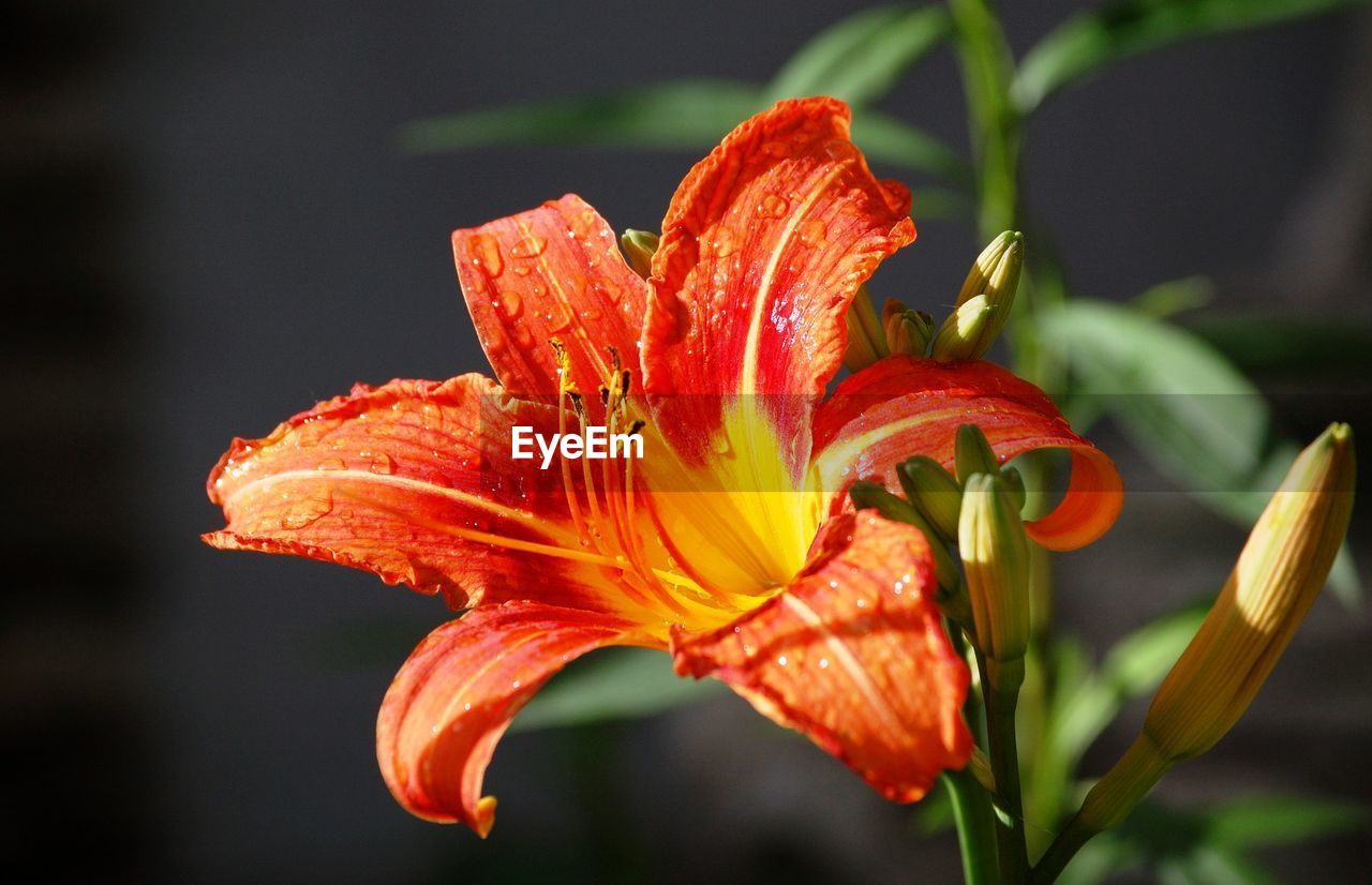 Close-up of orange lily blooming outdoors