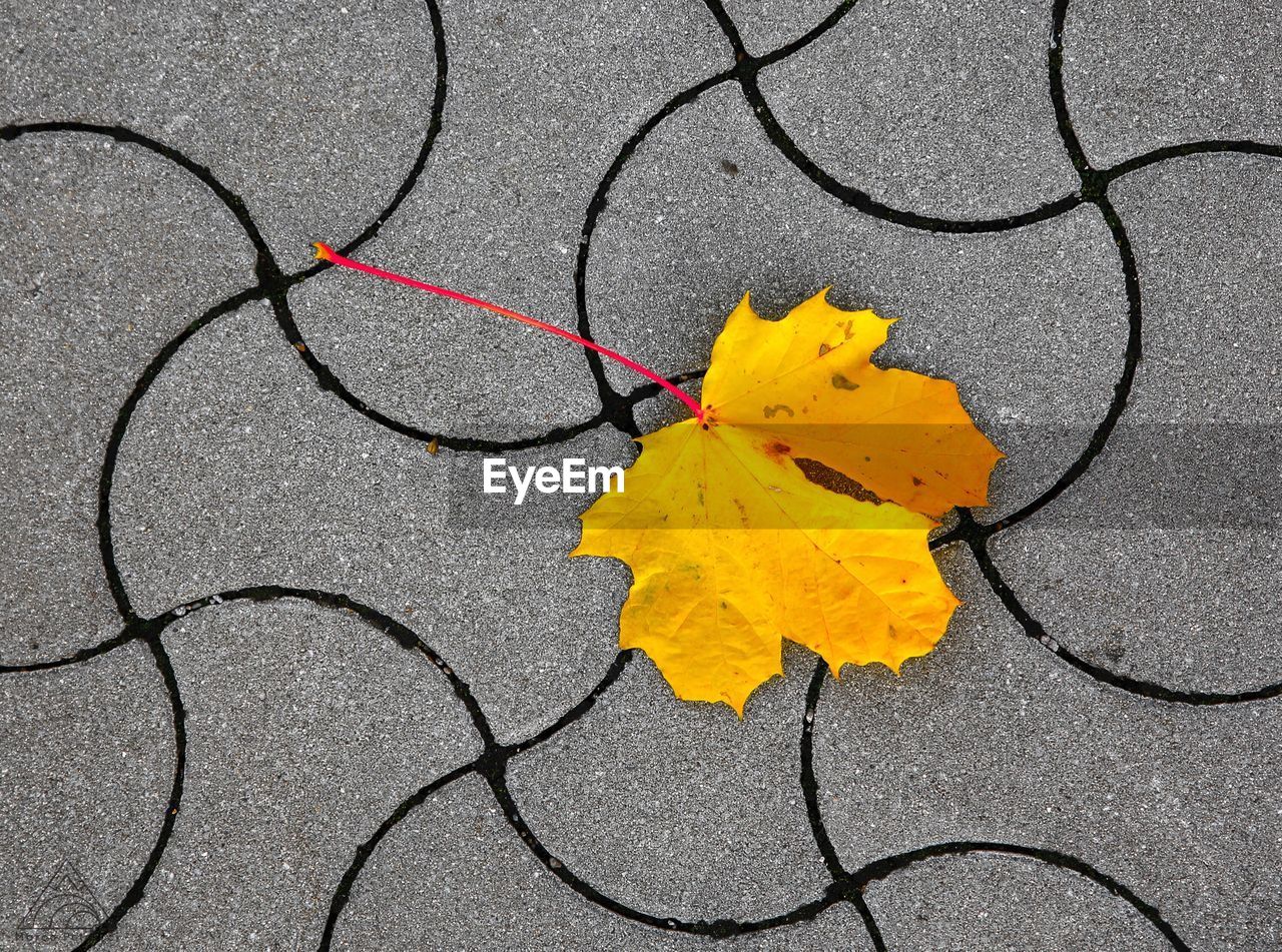 High angle view of yellow dry leaf