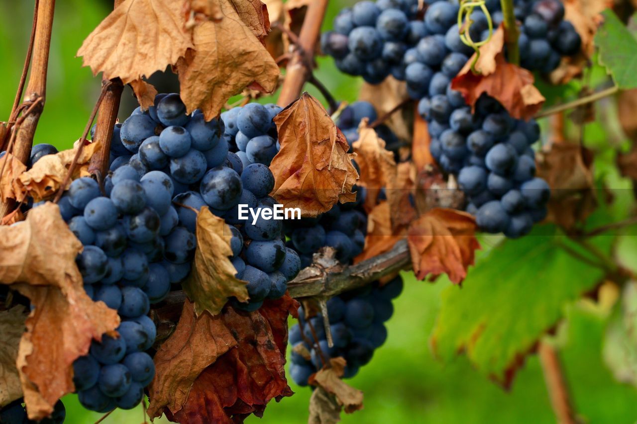 CLOSE-UP OF GRAPES HANGING ON VINEYARD