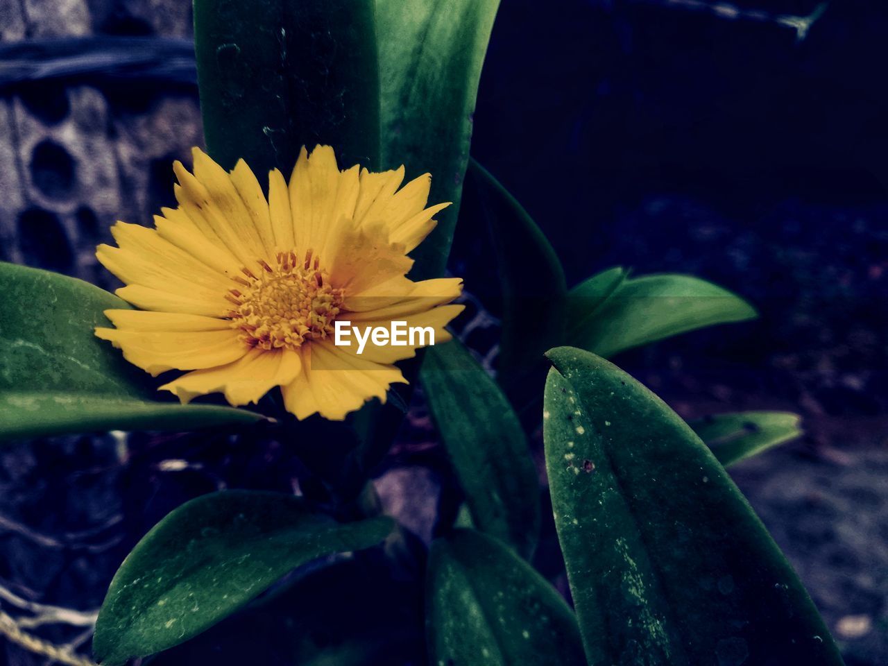 CLOSE-UP OF WET YELLOW FLOWER IN BLOOM