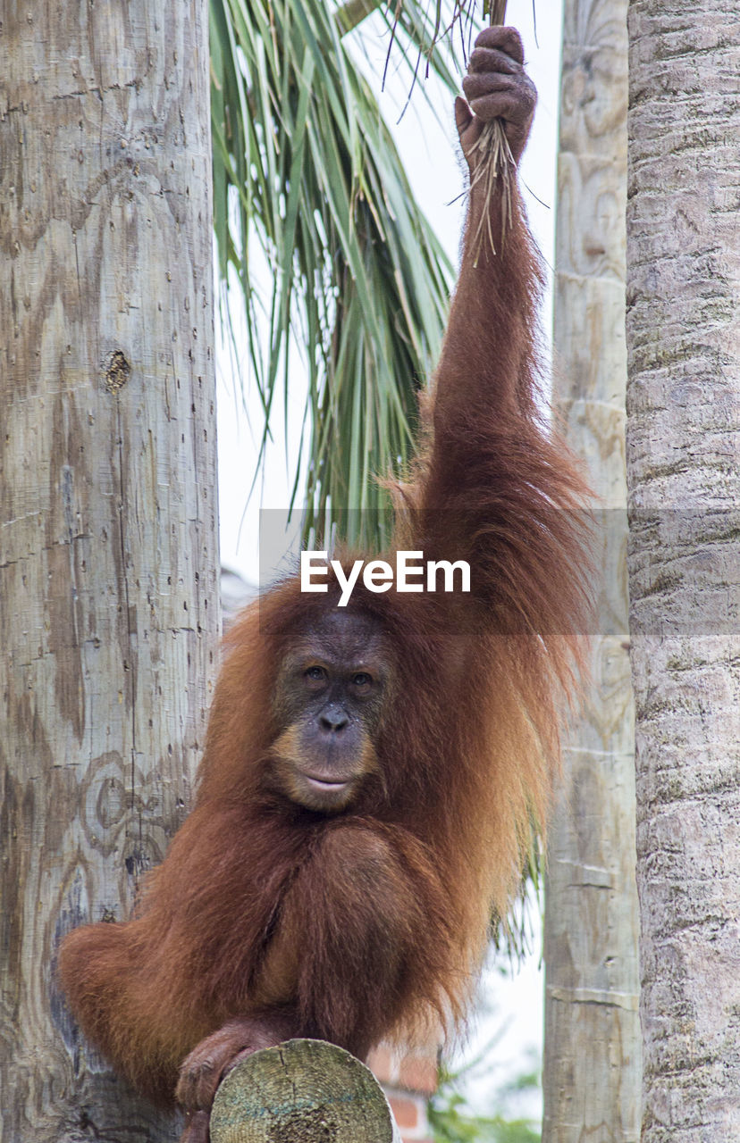 Low angle view of orangutan on tree in zoo