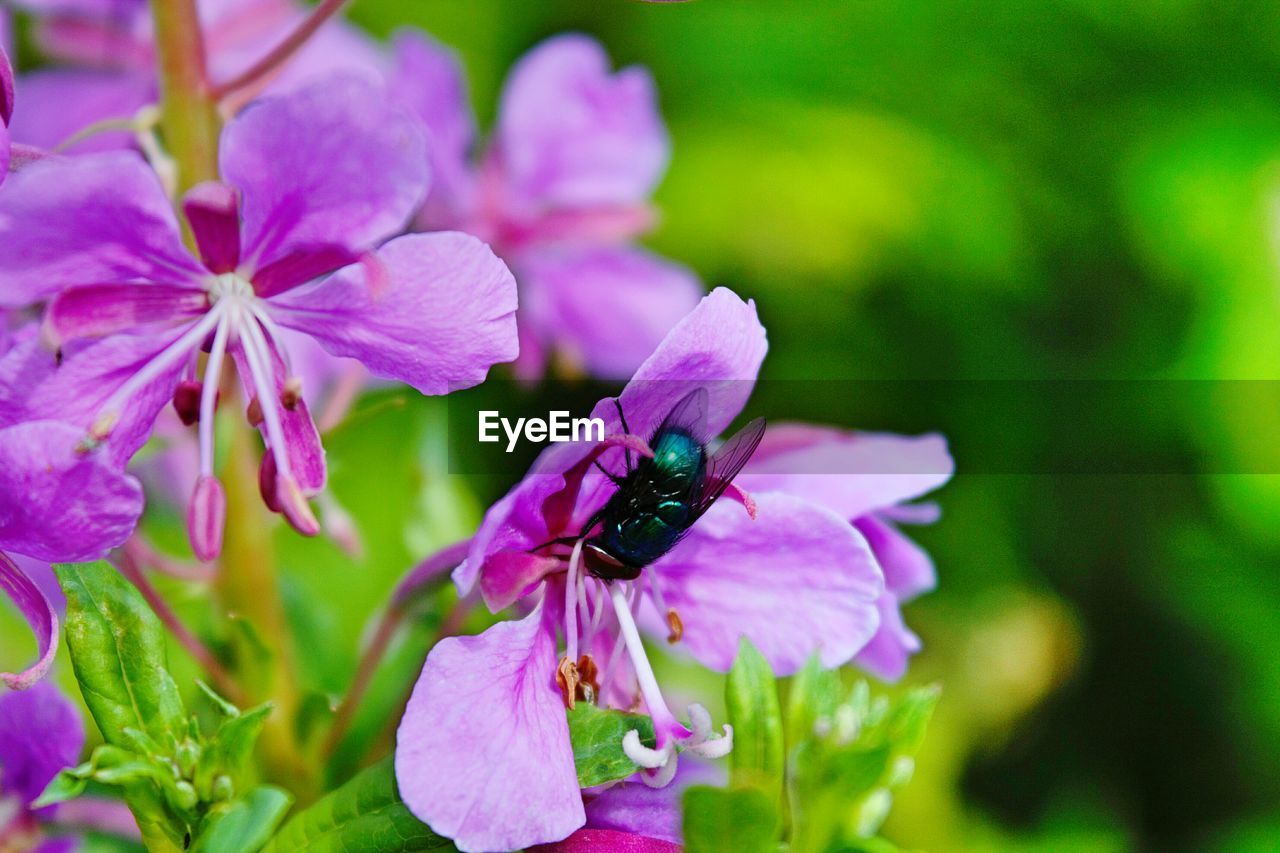 Close-up of insect on purple flower blooming outdoors