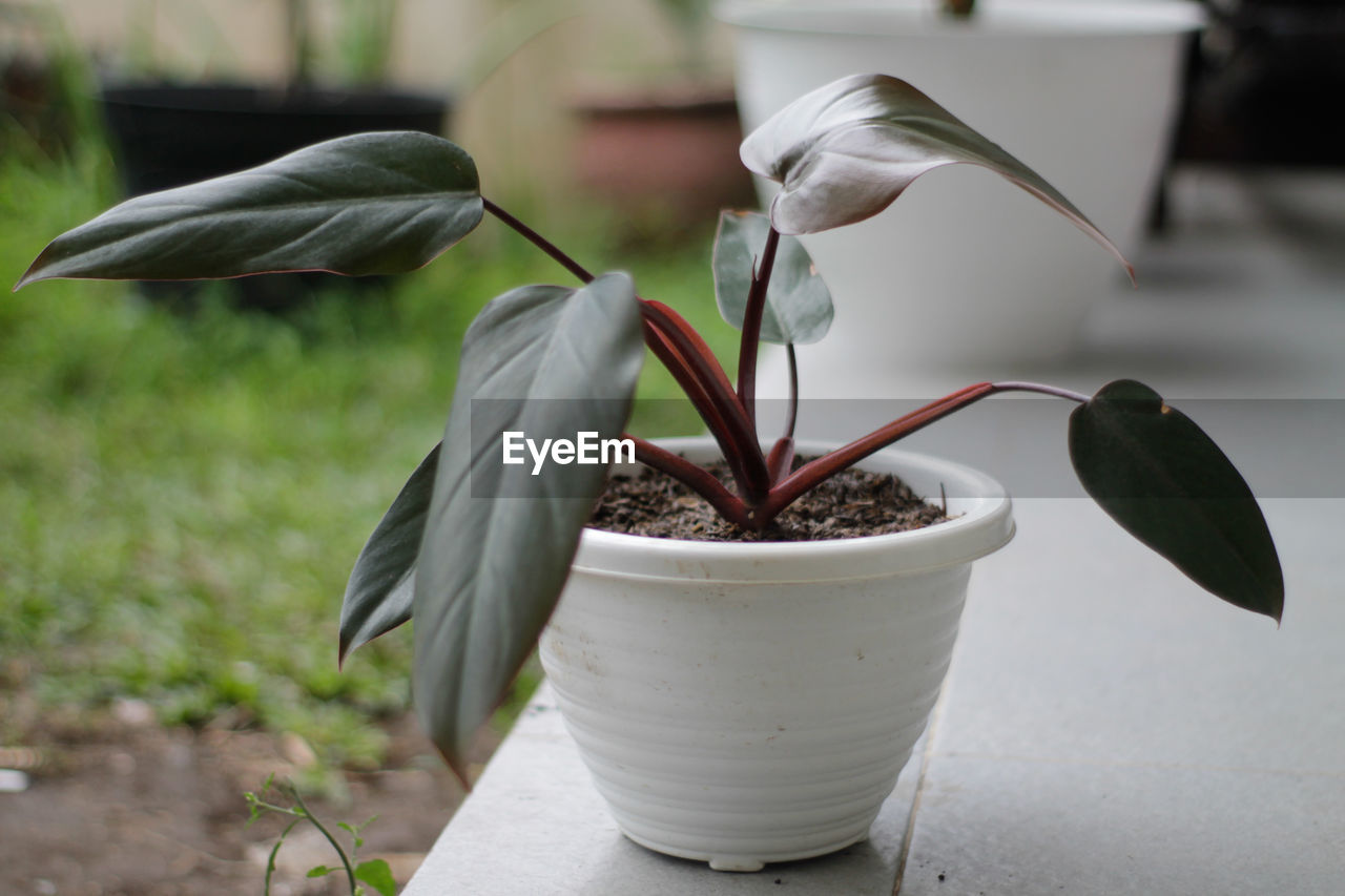 CLOSE-UP OF WHITE ROSE FLOWER POT