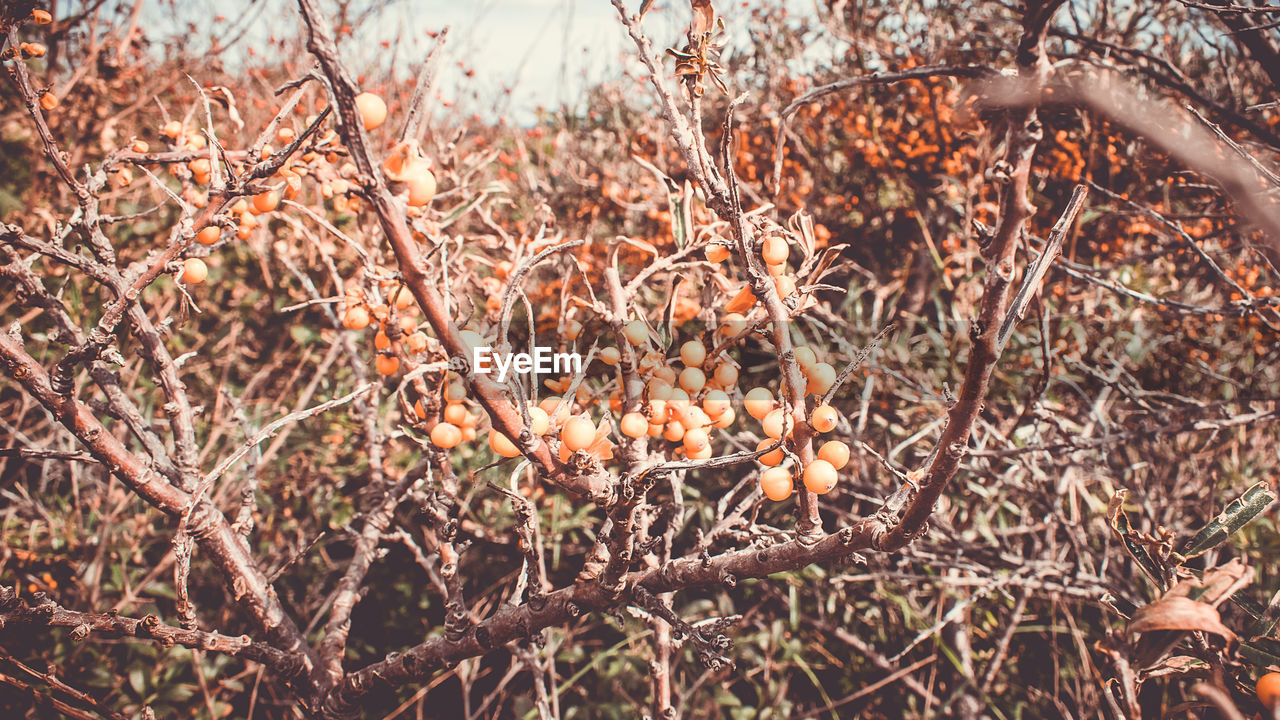 CLOSE-UP OF FRUIT GROWING ON TREE