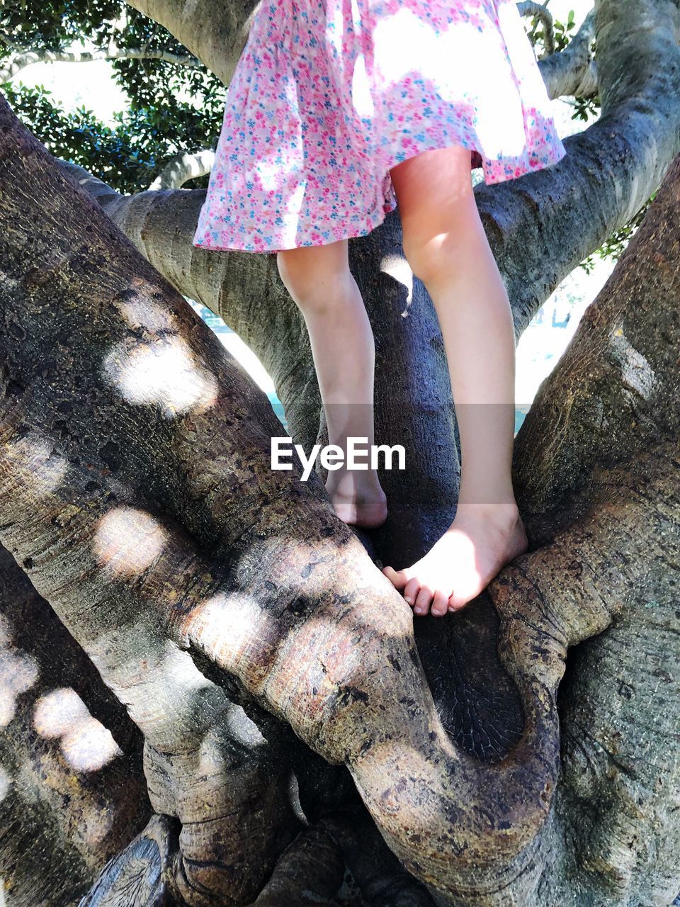 Low section of girl standing on tree trunk