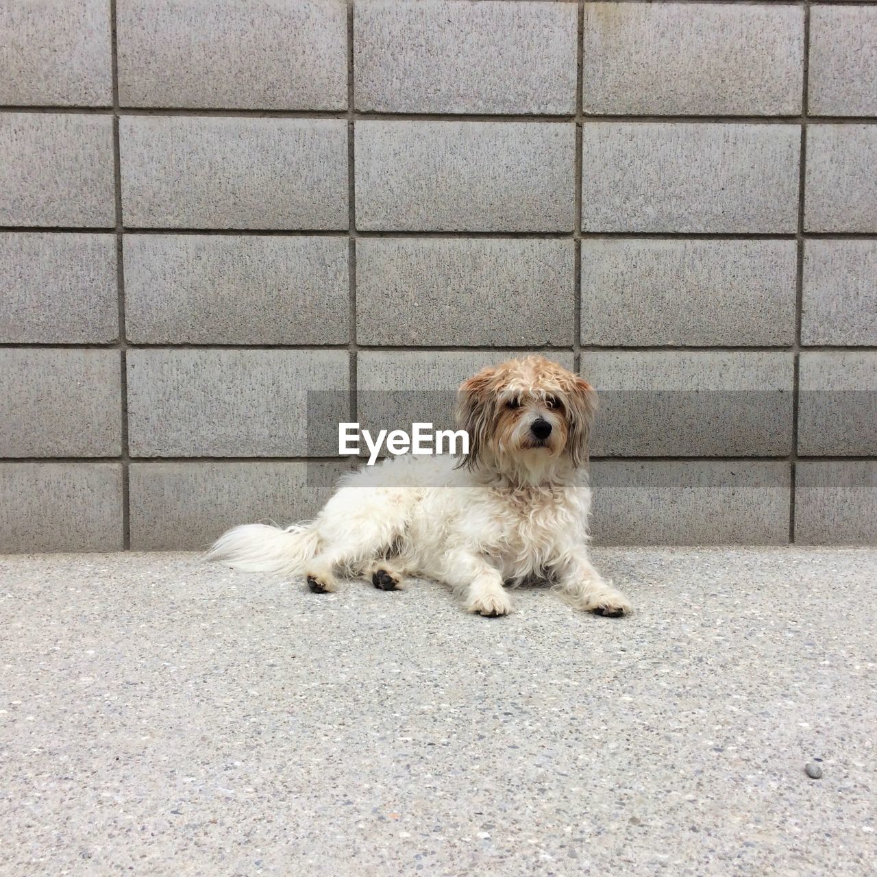 PORTRAIT OF DOG ON PAVING STONE