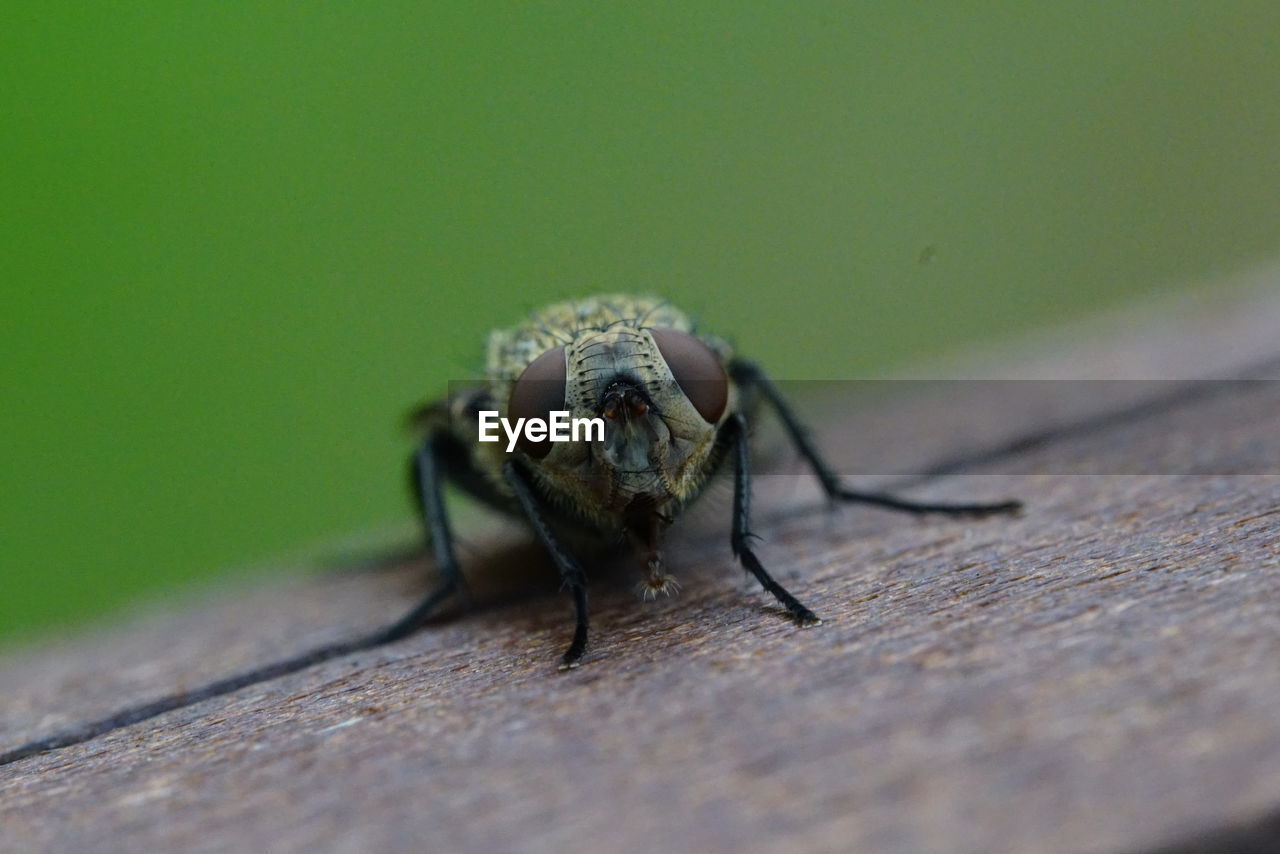 Close-up of fly