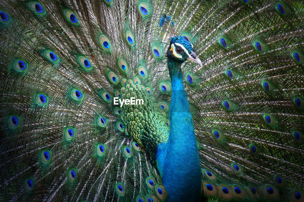 Close-up of peacock