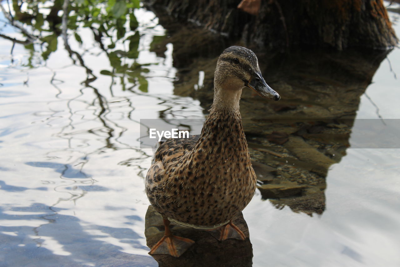 Close-up of duck swimming in lake