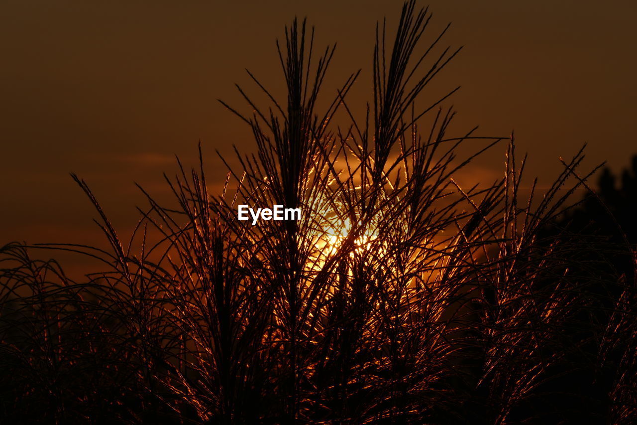 LOW ANGLE VIEW OF SILHOUETTE PLANTS AGAINST SUNSET SKY