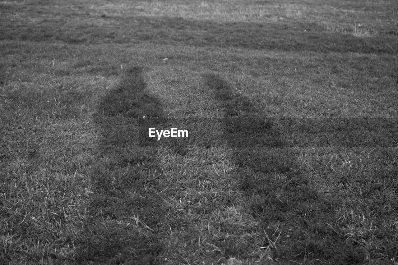 Shadow of people on grassy field
