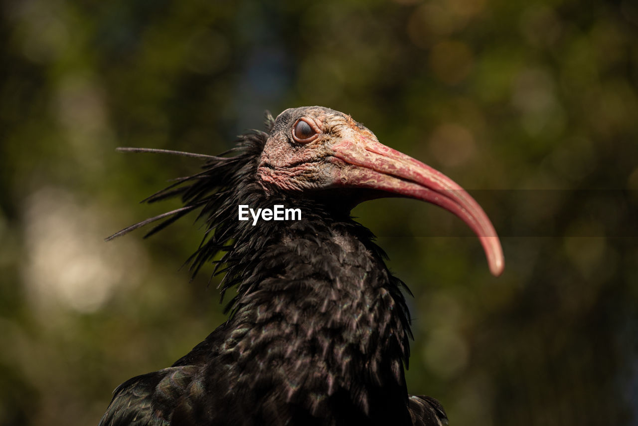 Northern bald ibis - aka waldrapp ibis