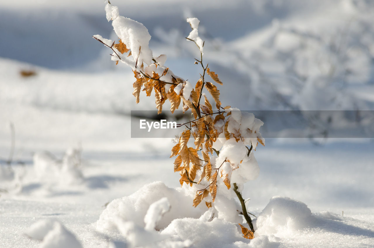 Close-up of frozen flower on field during winter