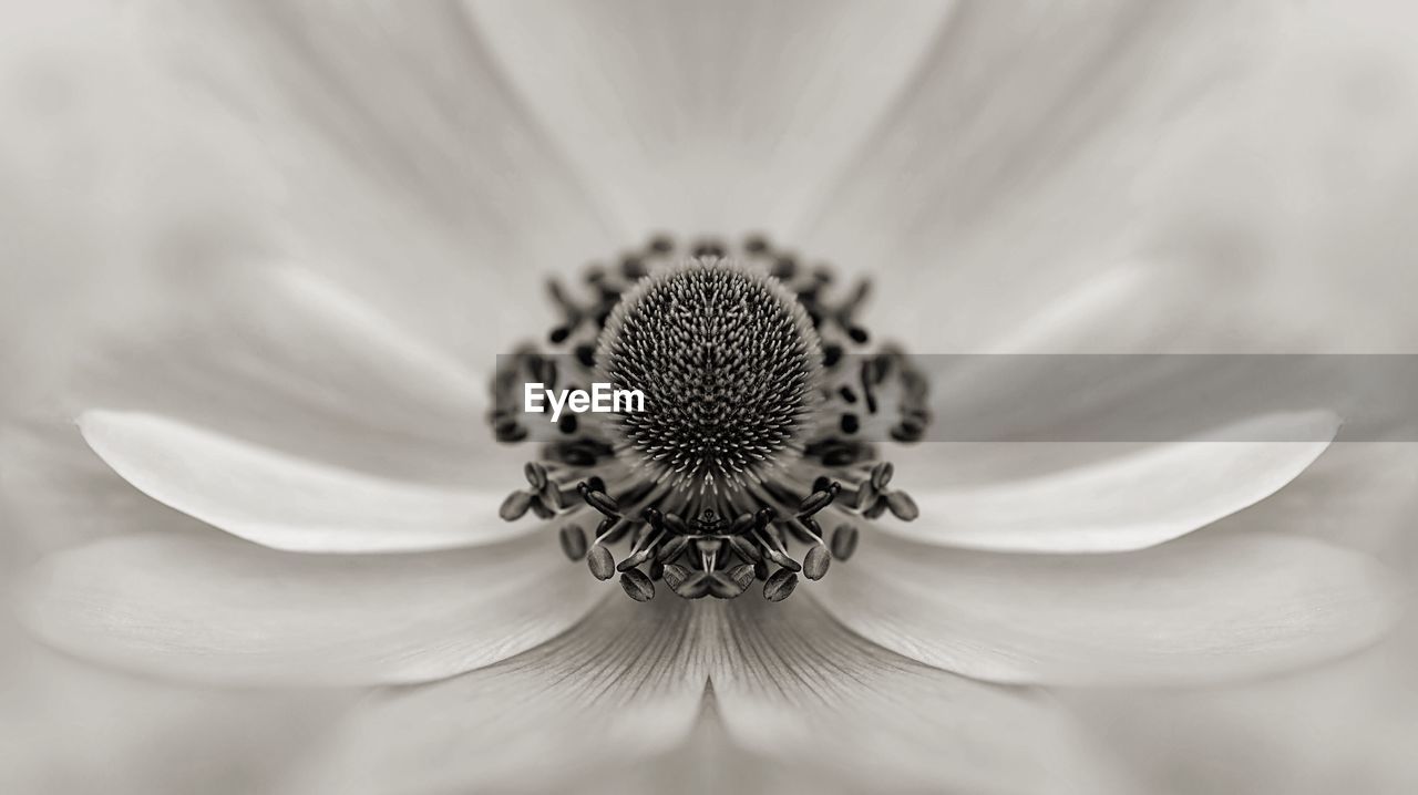 Extreme close-up of flower pollen