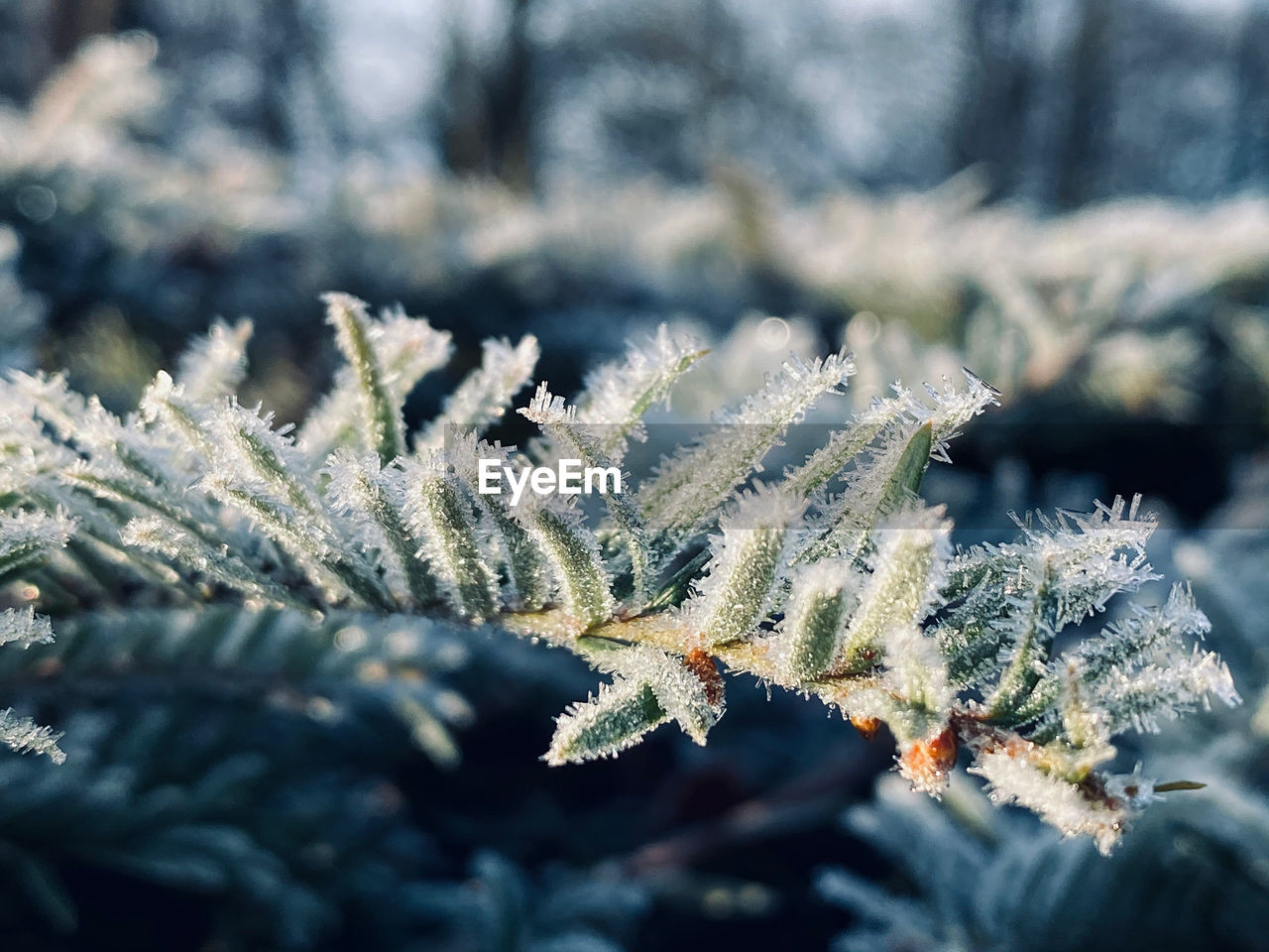 Close-up of frozen plant