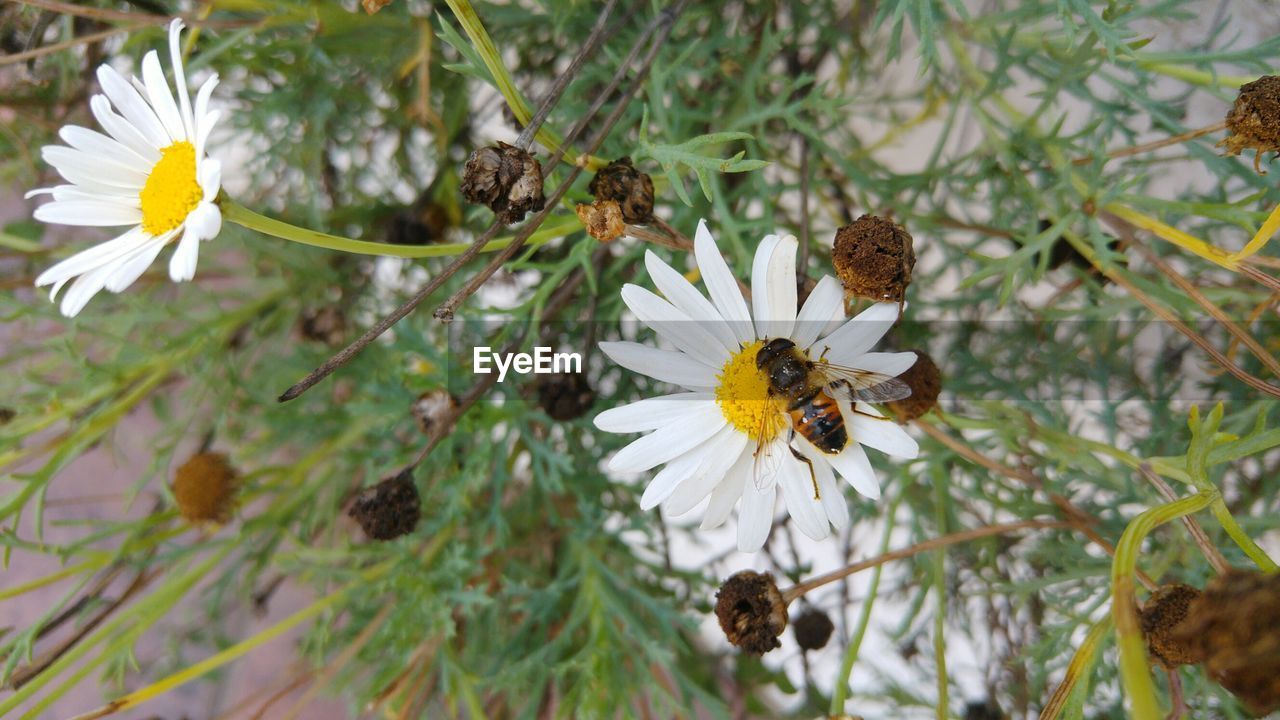 CLOSE-UP OF WHITE FLOWERS BLOOMING IN PARK