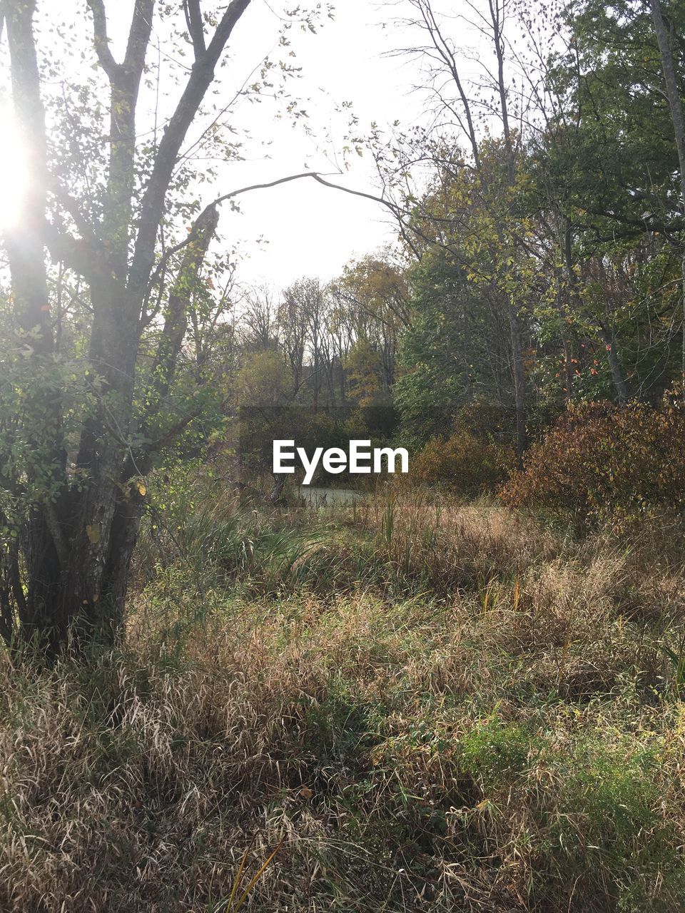 TREES GROWING IN FOREST