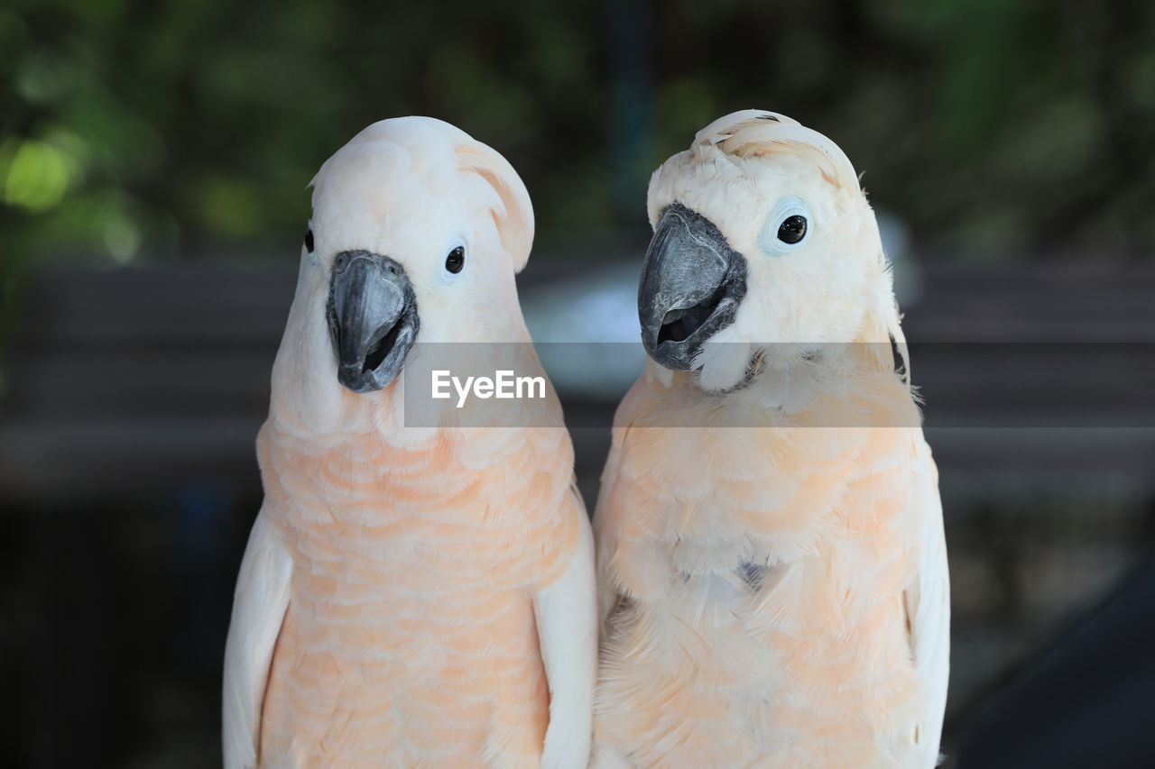 animal, animal themes, pet, bird, parrot, beak, animal wildlife, group of animals, two animals, focus on foreground, cockatoo, wildlife, togetherness, nature, no people, close-up, portrait, outdoors