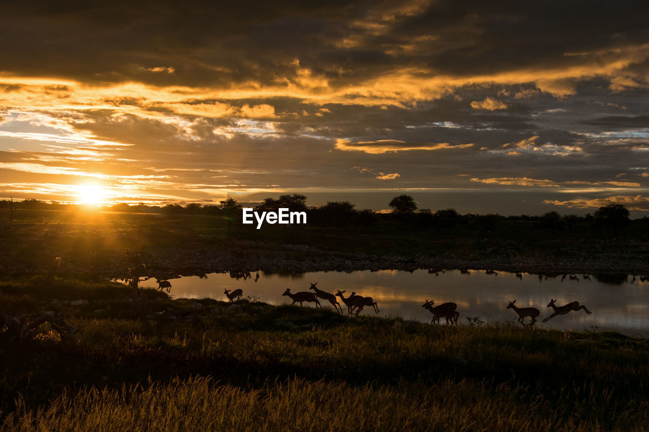 Impala at a watering hole 