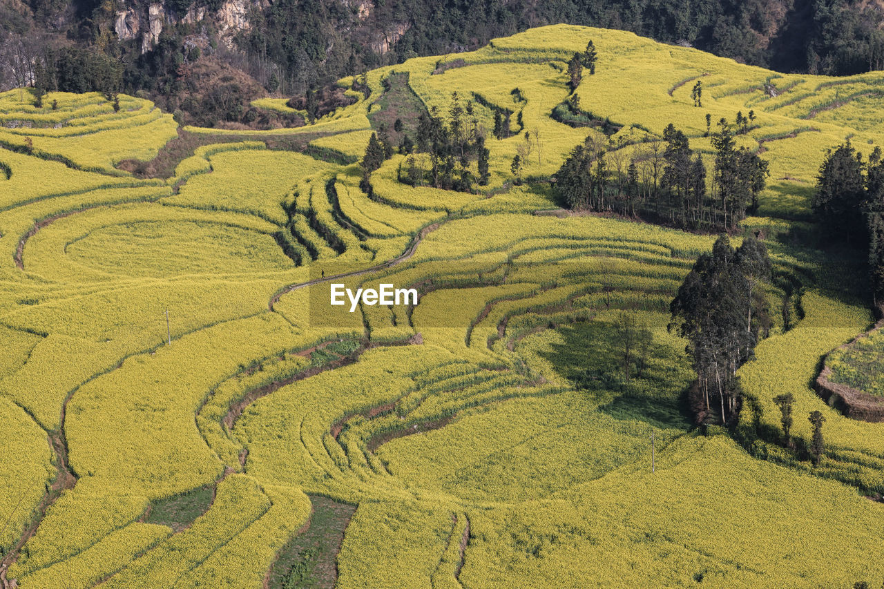 View of agricultural field