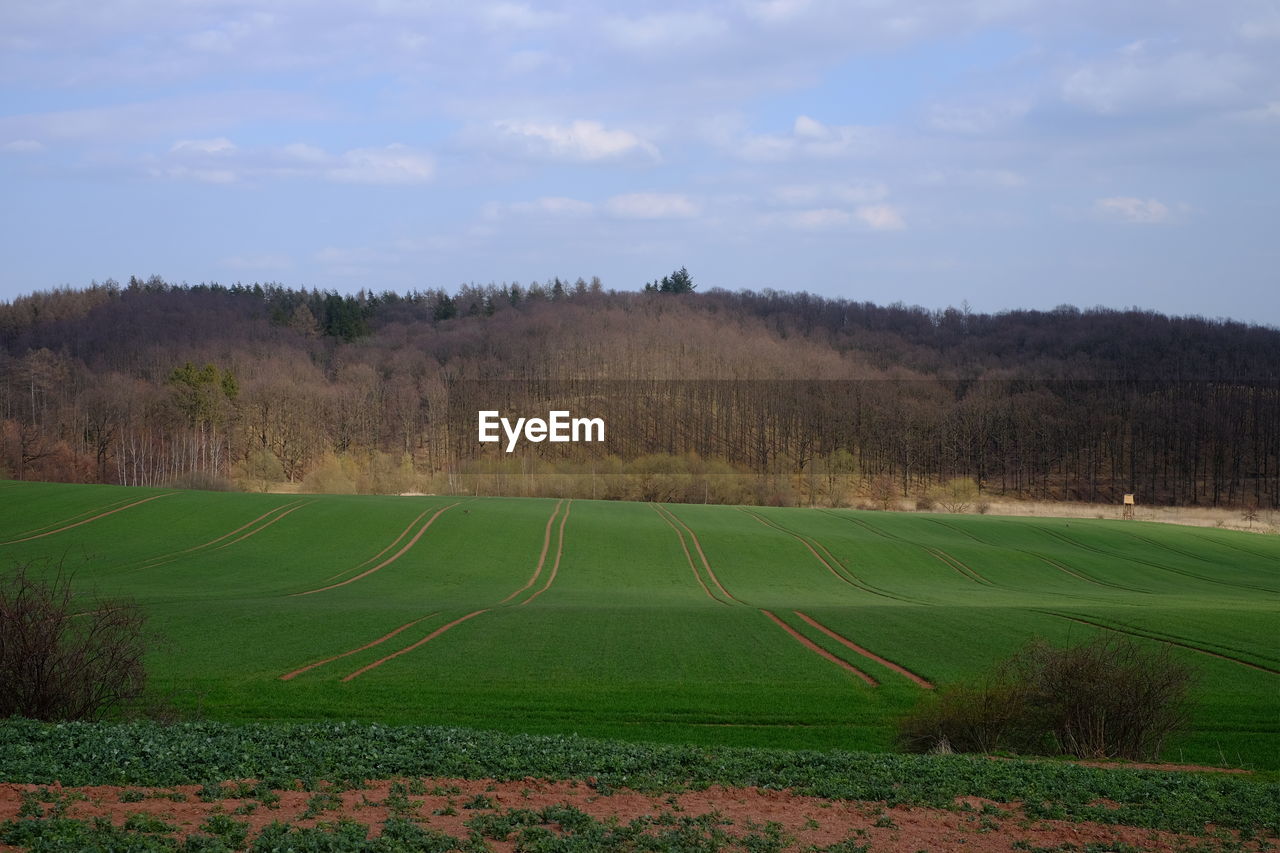 Scenic view of field against sky