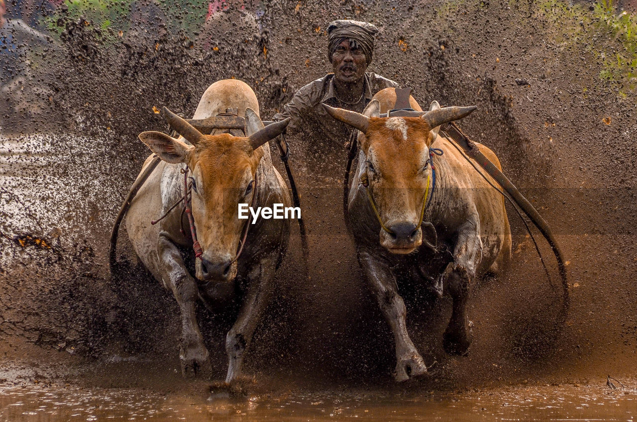 Man riding bulls in mud