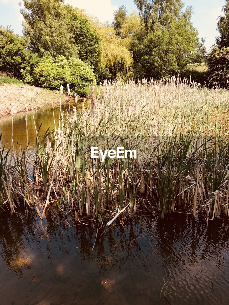 GRASS GROWING IN LAKE