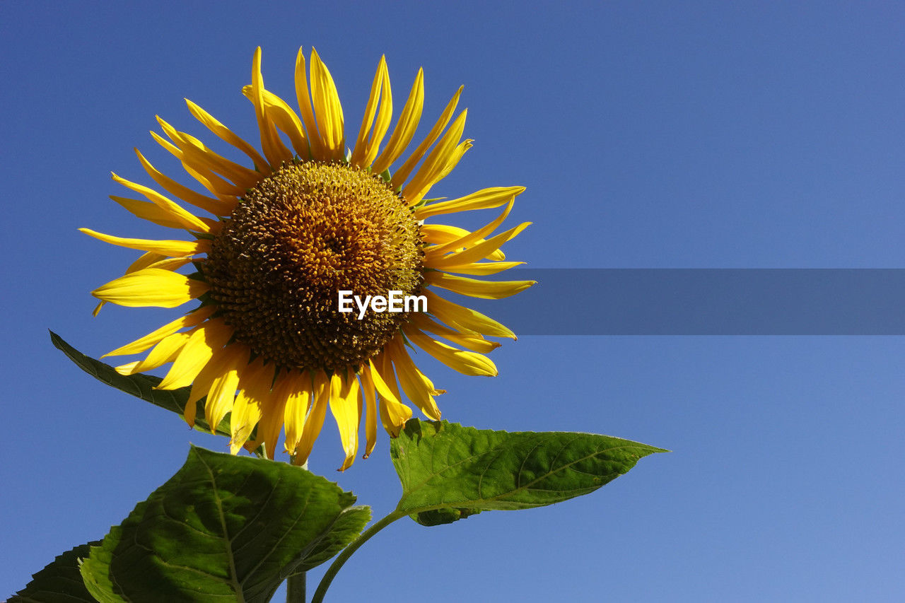 plant, flower, sunflower, flowering plant, flower head, beauty in nature, nature, yellow, freshness, inflorescence, growth, petal, fragility, sky, blue, close-up, leaf, plant part, clear sky, no people, pollen, plant stem, outdoors, sunflower seed, macro photography, copy space, field, botany, springtime, day, low angle view, sunny