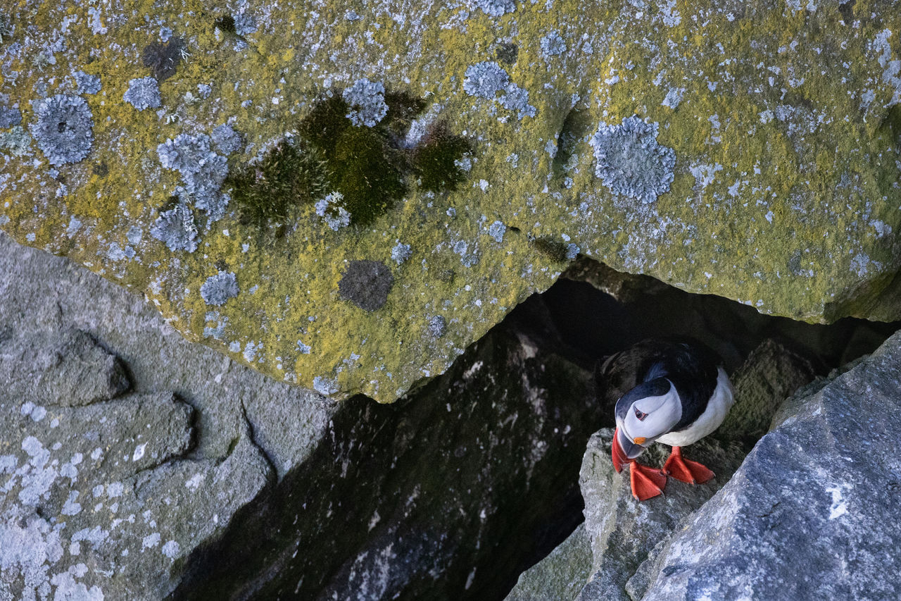 Puffin hiding under rock formation covered with yellow lichen and moss