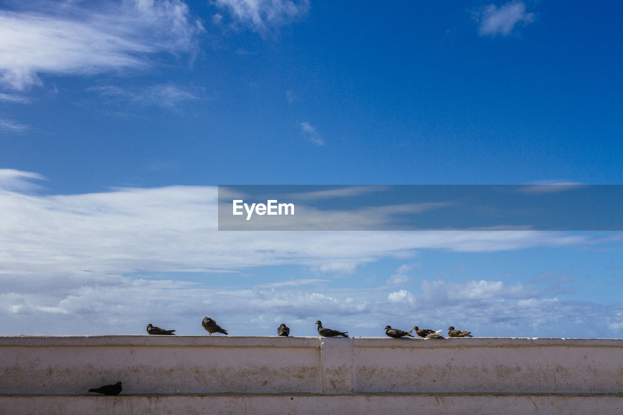 Birds perching on retaining wall against blue sky