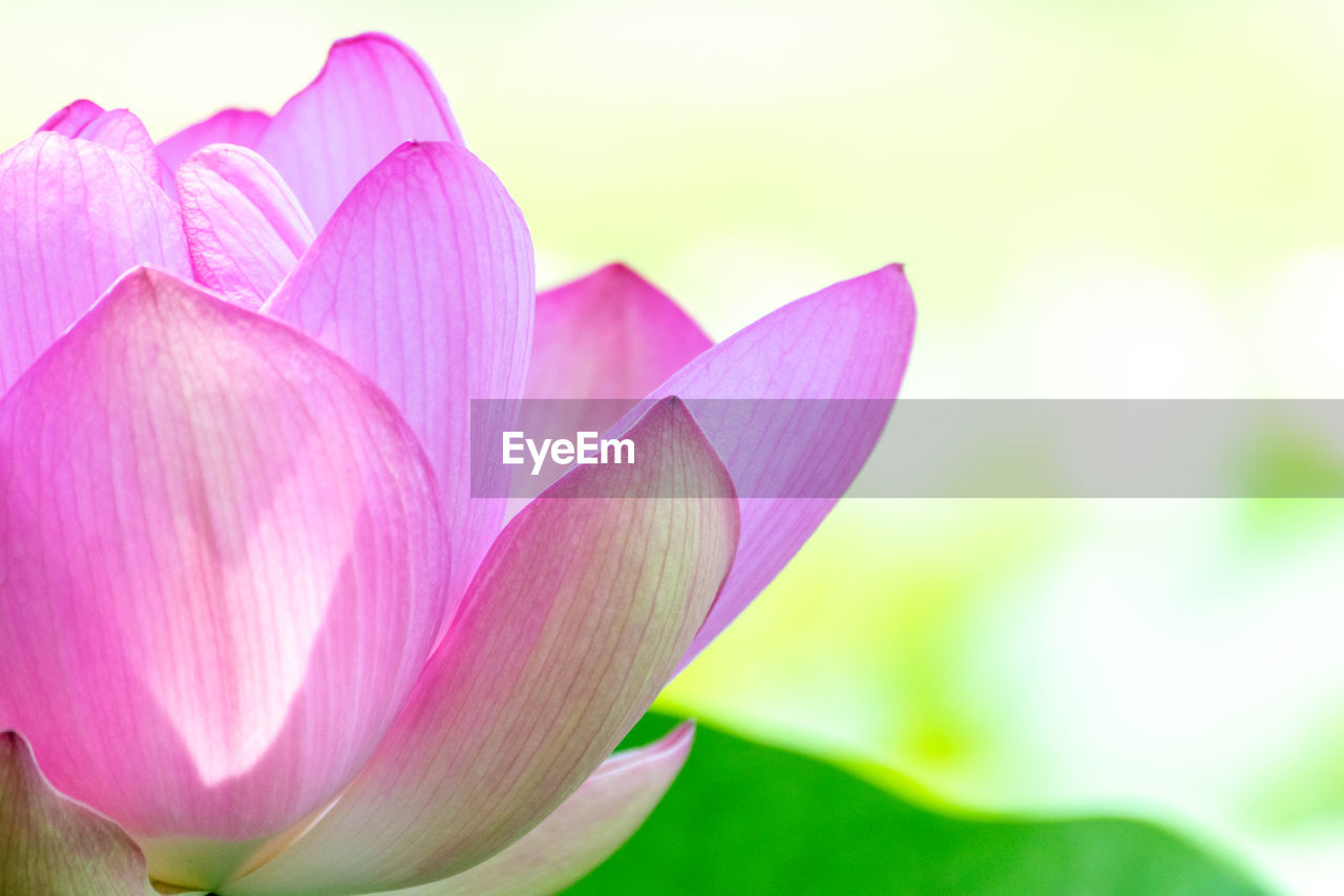 CLOSE-UP OF PINK WATER LILIES