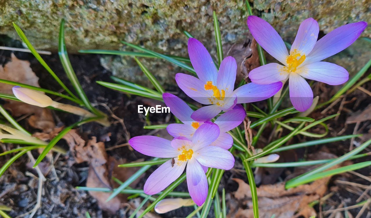 flower, flowering plant, plant, beauty in nature, freshness, crocus, purple, nature, petal, close-up, growth, wildflower, fragility, flower head, inflorescence, iris, land, no people, leaf, plant part, day, outdoors, high angle view, botany, focus on foreground, field, blossom, springtime, pollen