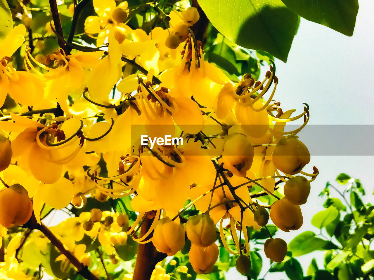 LOW ANGLE VIEW OF FLOWERING PLANTS AGAINST YELLOW SKY