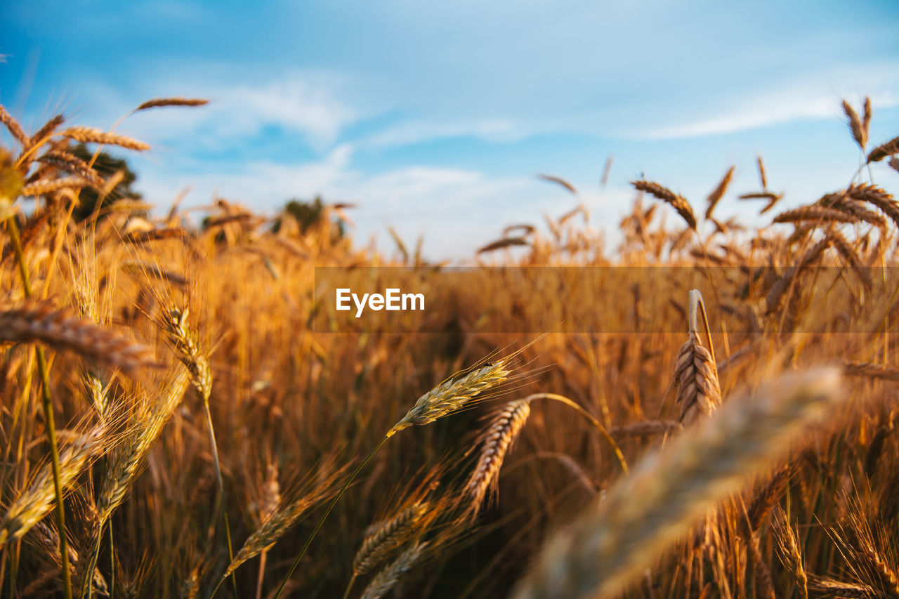 View of wheat field