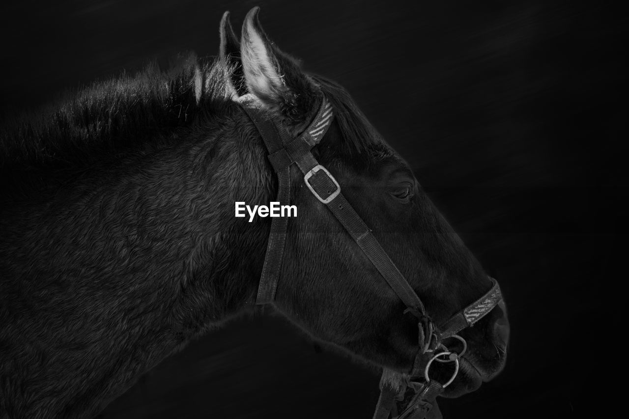 animal, horse, animal themes, mammal, black, domestic animals, one animal, black and white, livestock, animal wildlife, pet, monochrome, mane, monochrome photography, close-up, halter, black background, animal body part, darkness, stallion, animal head, bridle, no people, working animal, white, herbivorous, side view