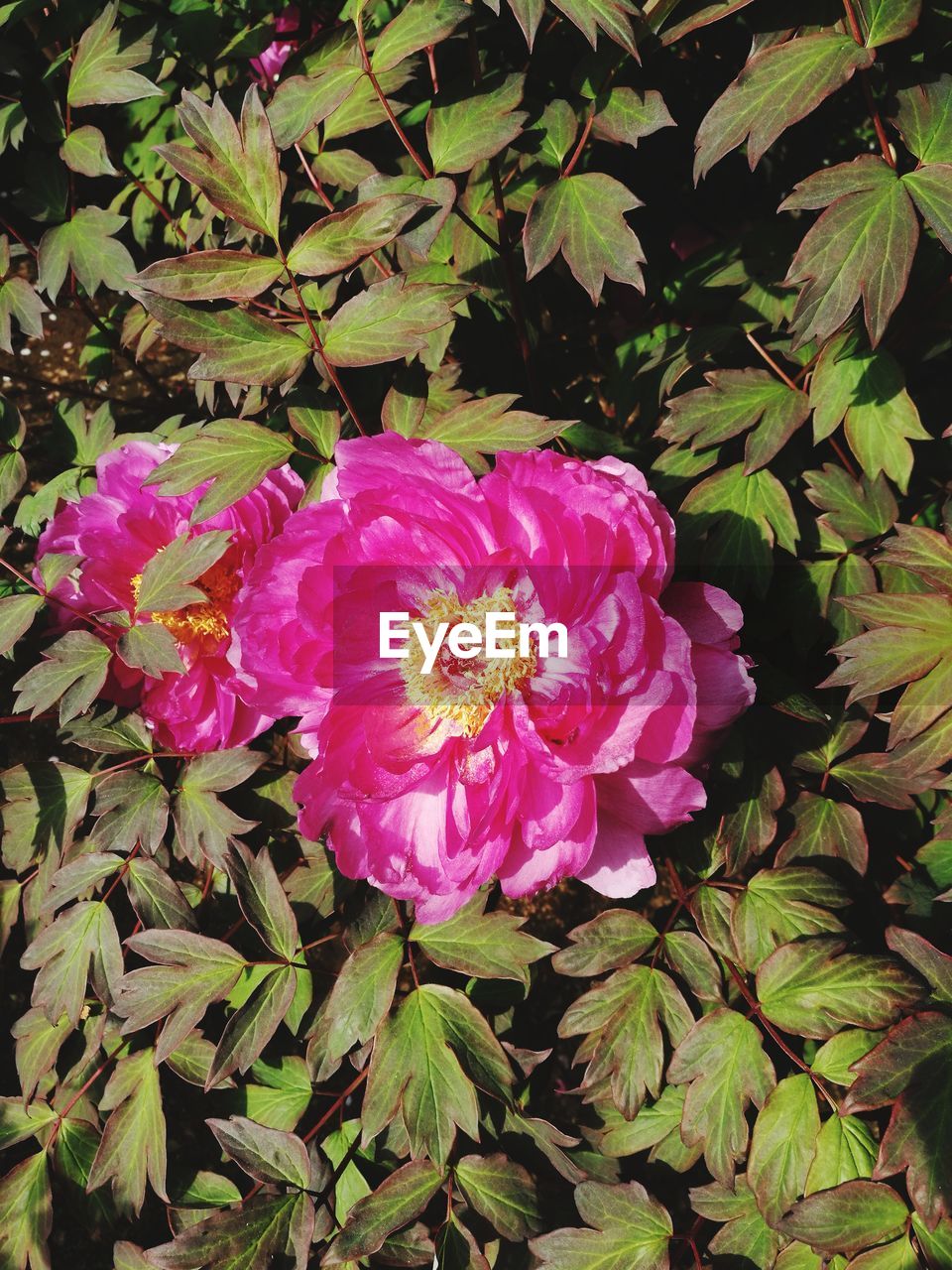 CLOSE-UP OF PINK FLOWER BLOOMING