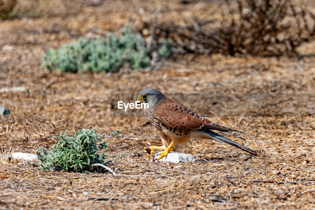 Bird perching on a field