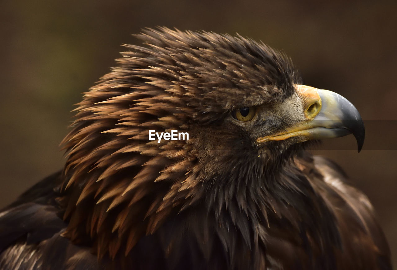 CLOSE-UP OF EAGLE OUTDOORS