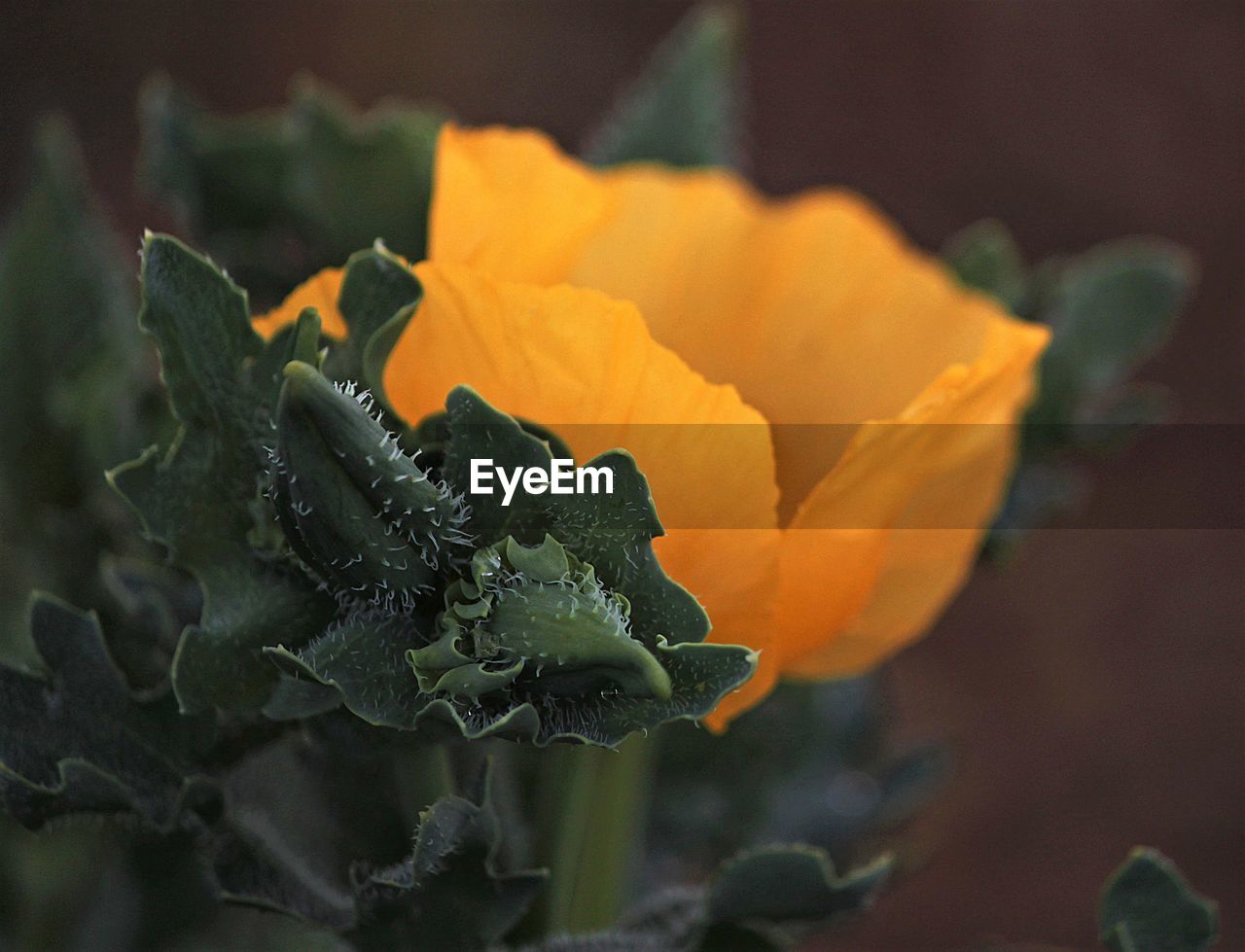 Close-up of orange rose flower