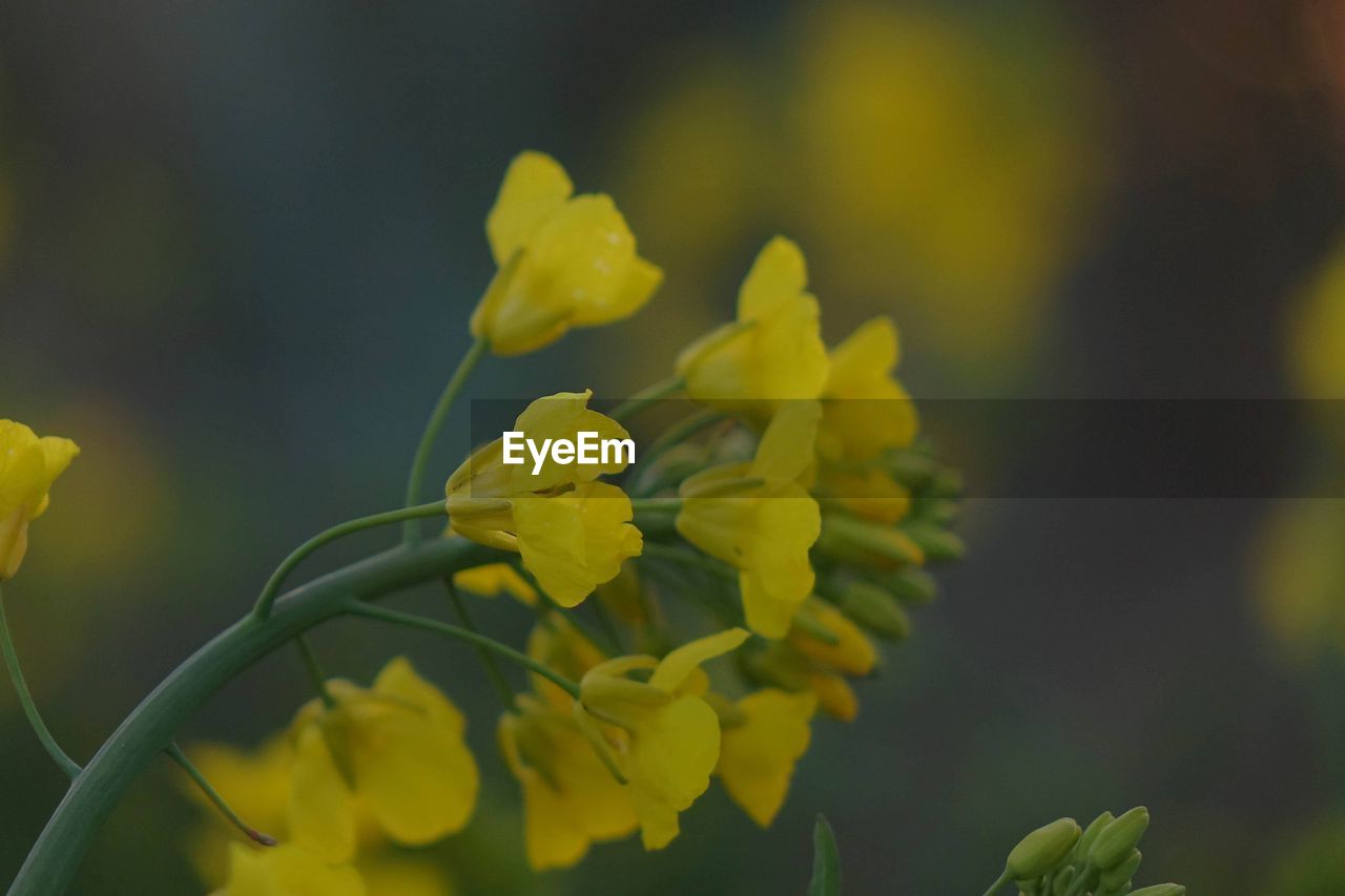 CLOSE-UP OF YELLOW FLOWERS