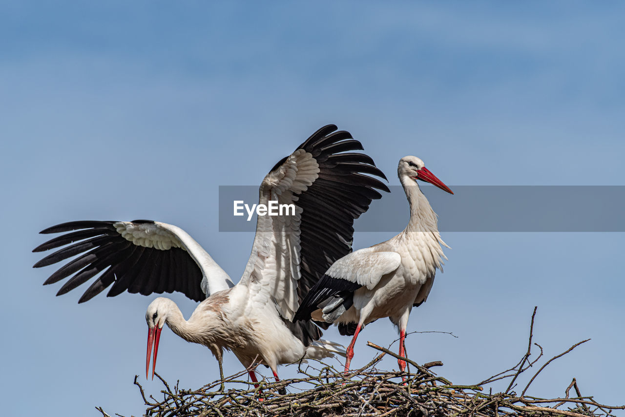 White stork mating