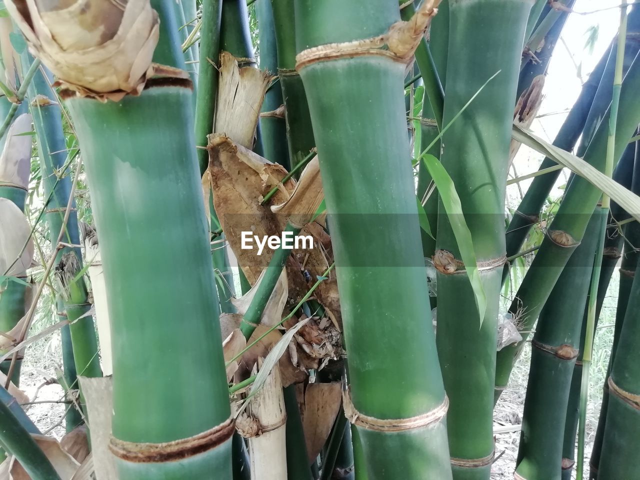 CLOSE-UP OF BAMBOO ON PLANTS