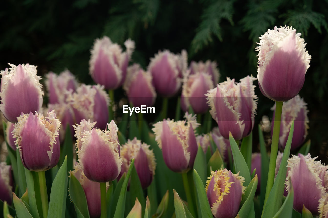 flower, plant, flowering plant, freshness, beauty in nature, close-up, nature, growth, purple, pink, fragility, tulip, flower head, no people, petal, inflorescence, blossom, plant part, springtime, leaf, flowerbed, botany, green, garden, focus on foreground, outdoors, ornamental garden, field, land, bud, plant stem, selective focus, day
