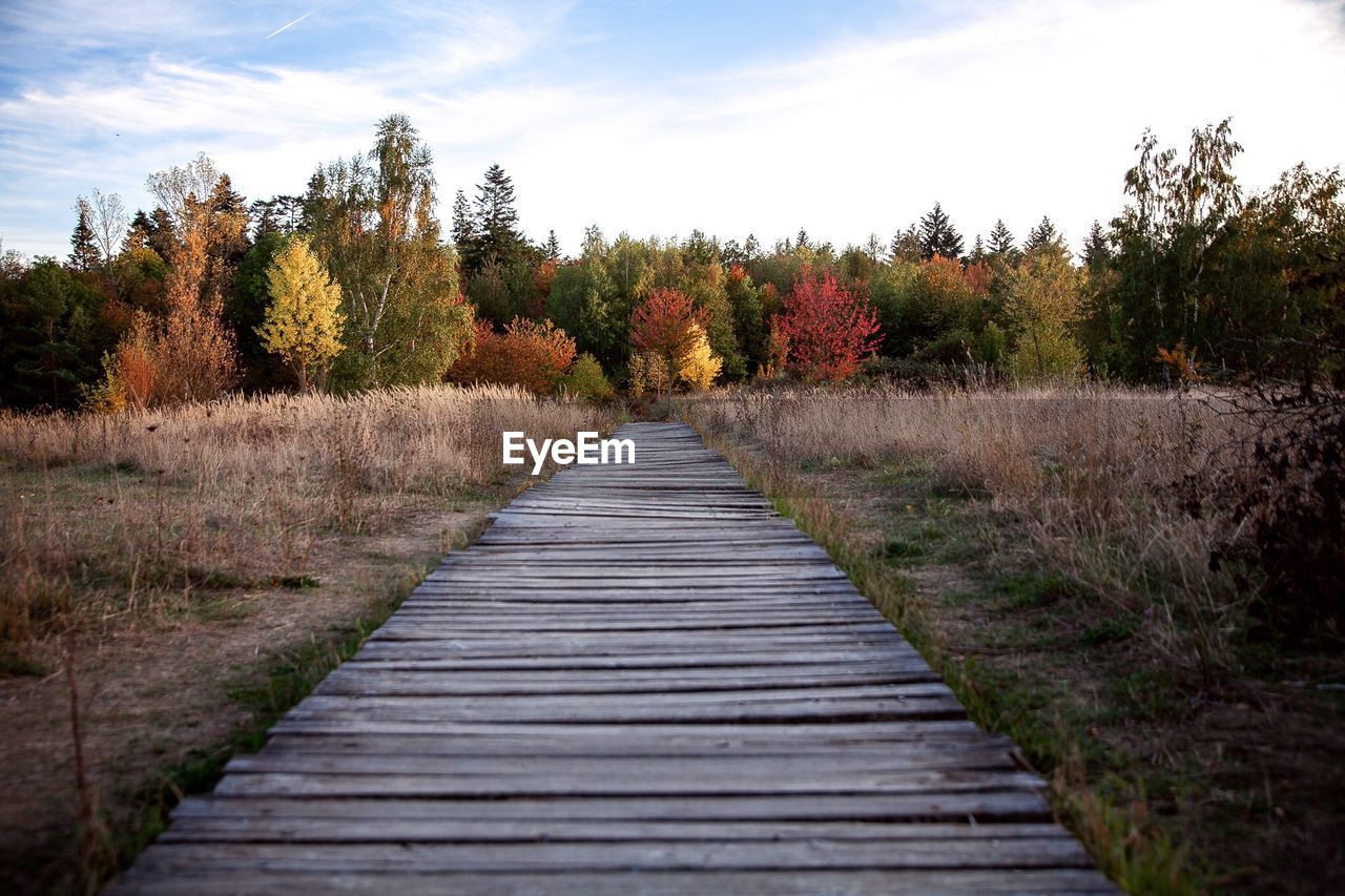 Boardwalk amidst trees on landscape against sky