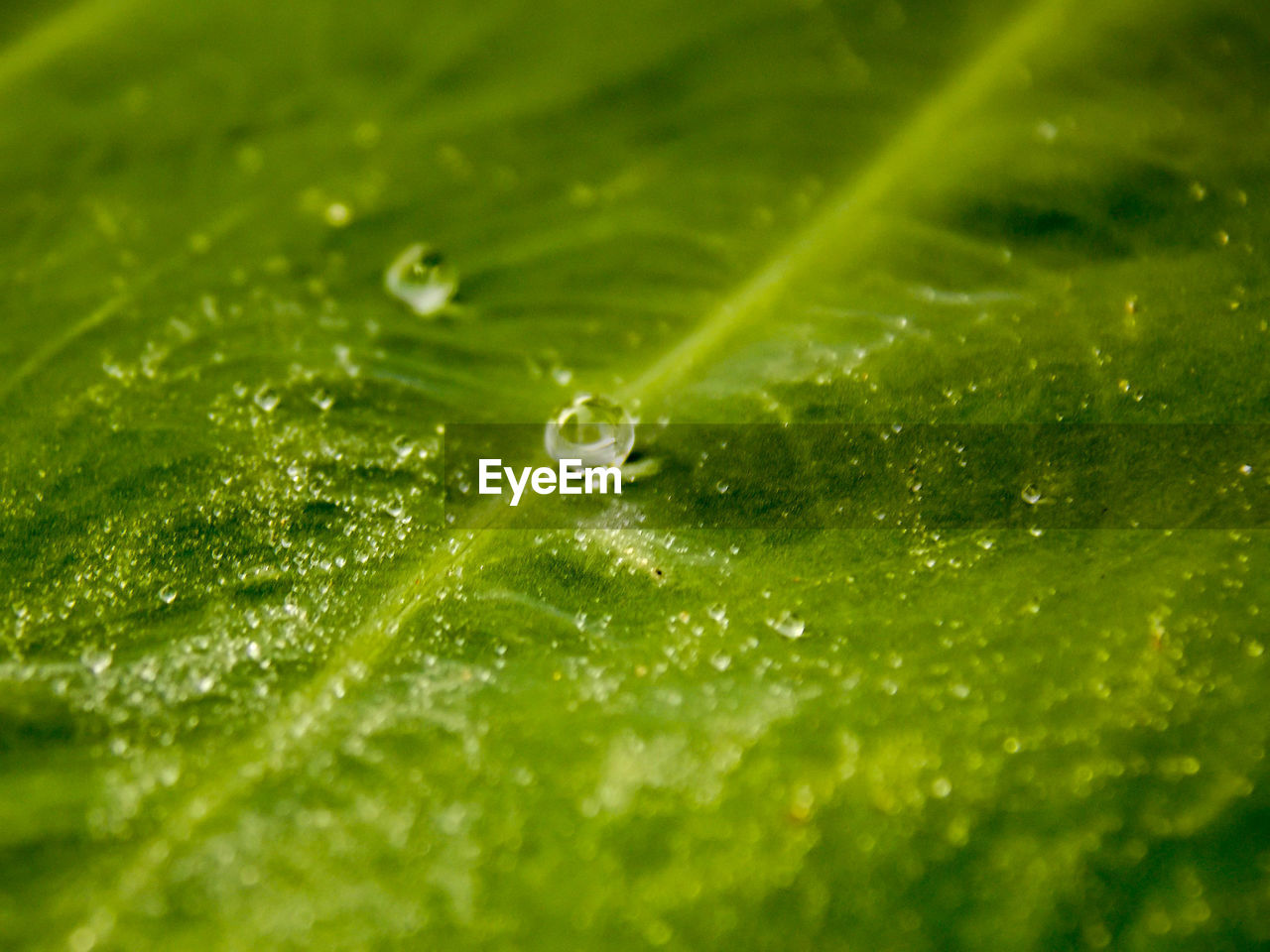 WATER DROPS ON LEAF