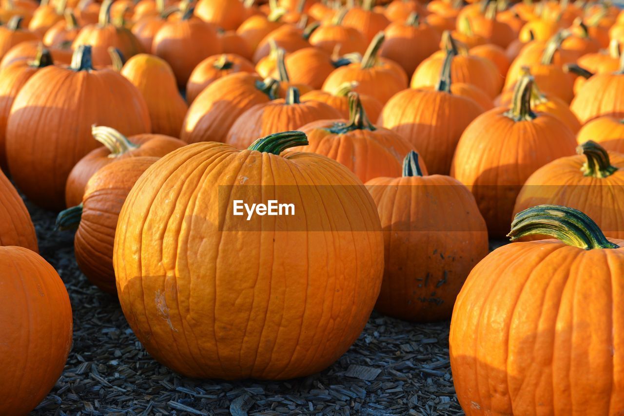 PUMPKINS IN MARKET STALL