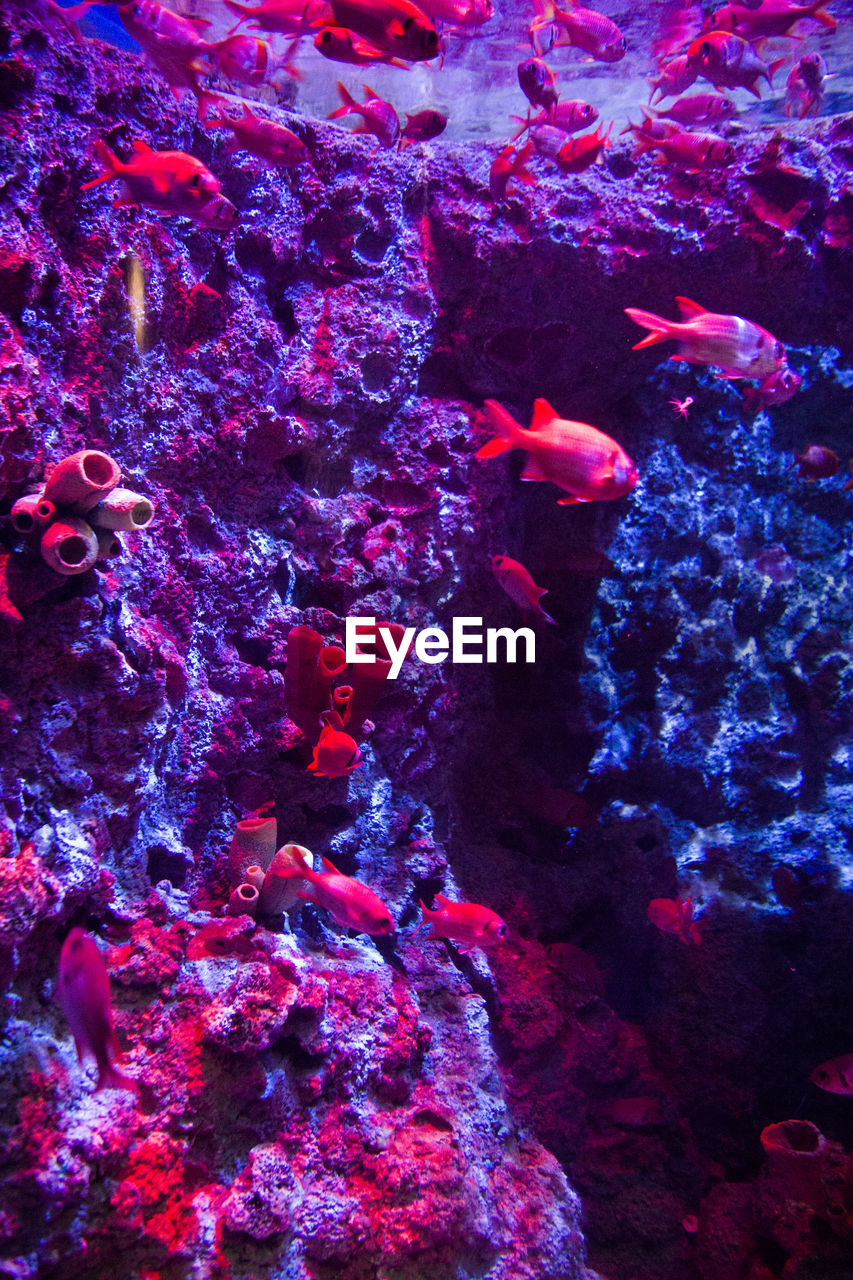 CLOSE-UP OF FISH SWIMMING IN CORAL