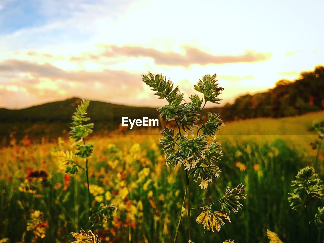 CLOSE-UP OF PLANTS GROWING IN FIELD AGAINST SKY