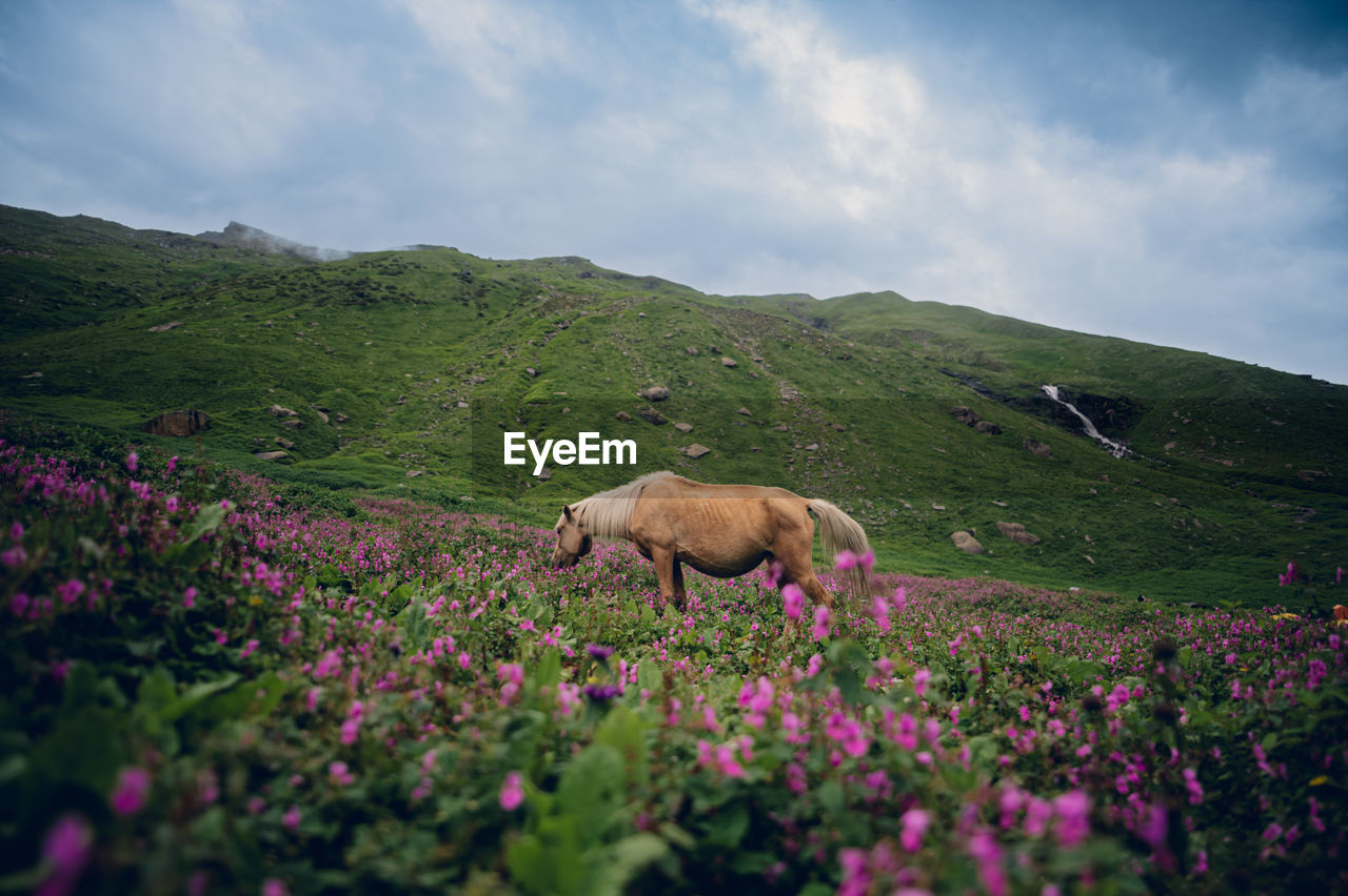 Horses on field against sky