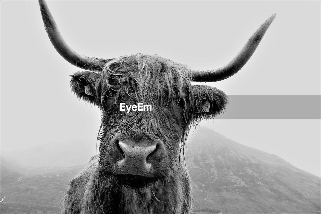 Close-up portrait of highland cattle against clear sky